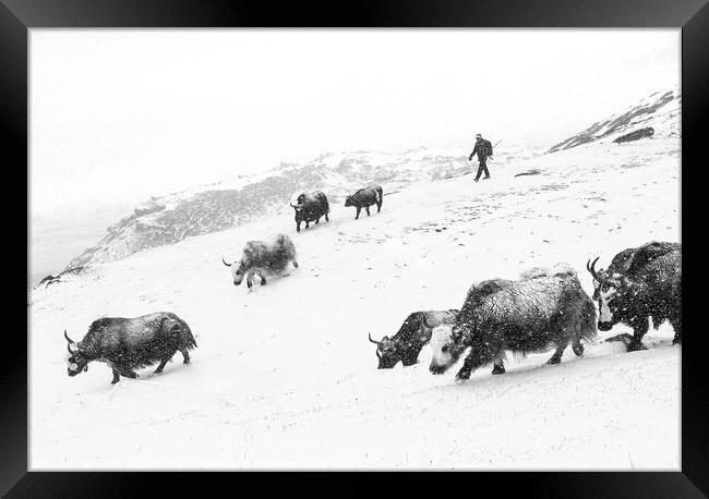 Yaks in the snow Framed Print by geoff shoults