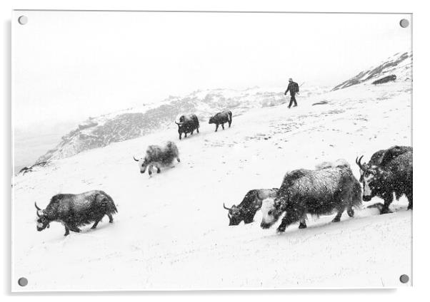 Yaks in the snow Acrylic by geoff shoults