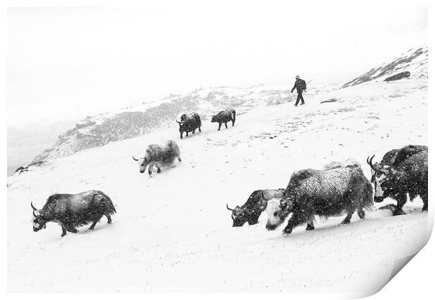 Yaks in the snow Print by geoff shoults