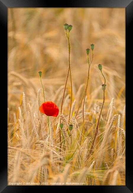 Weeds in the barley. Framed Print by Bill Allsopp