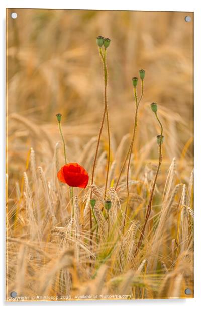 Weeds in the barley. Acrylic by Bill Allsopp