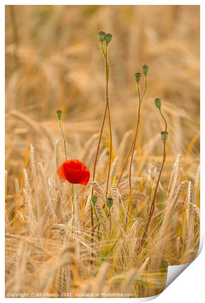 Weeds in the barley. Print by Bill Allsopp