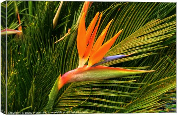 The Bird of Paradise flower Canvas Print by Diana Mower