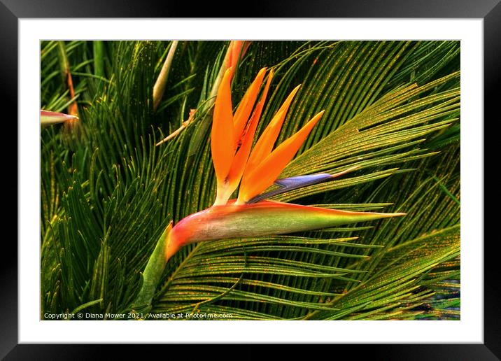 The Bird of Paradise flower Framed Mounted Print by Diana Mower