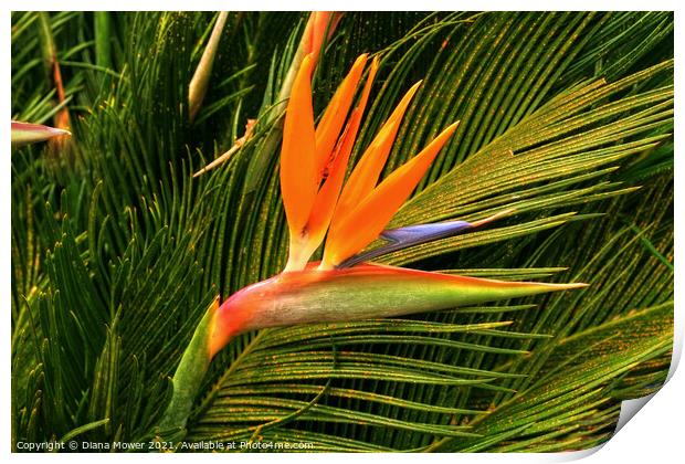 The Bird of Paradise flower Print by Diana Mower