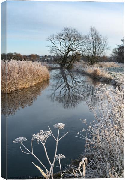 Frosted Cow Parsley Canvas Print by Richard Burdon