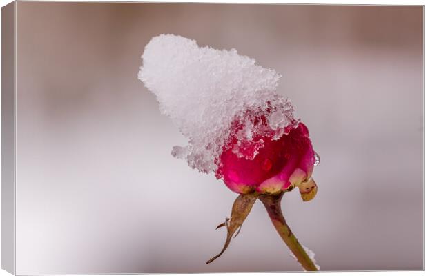 Red rose with snow Canvas Print by chris smith