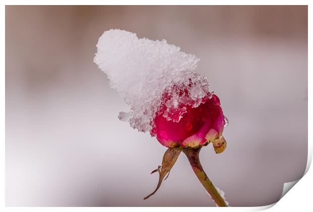 Red rose with snow Print by chris smith