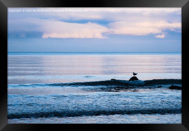 A Gull on a Rock on Welsh Coast Framed Print by Pearl Bucknall