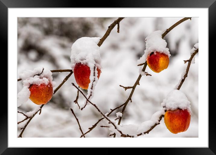 Apples covered with snow Framed Mounted Print by chris smith