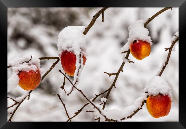 Apples covered with snow Framed Print by chris smith