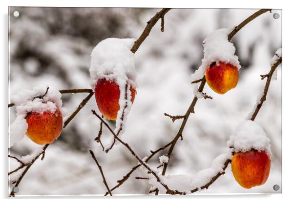 Apples covered with snow Acrylic by chris smith