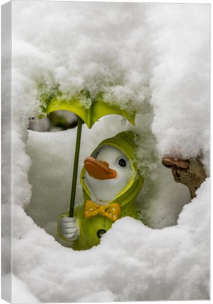 Duck covered in snow Canvas Print by chris smith