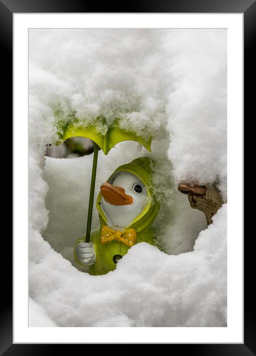 Duck covered in snow Framed Mounted Print by chris smith