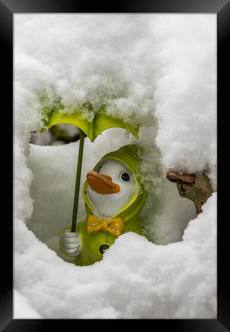 Duck covered in snow Framed Print by chris smith