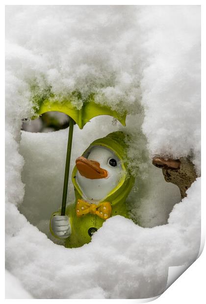 Duck covered in snow Print by chris smith