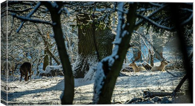 White Stags in the Snow Canvas Print by Ryan Lancaster