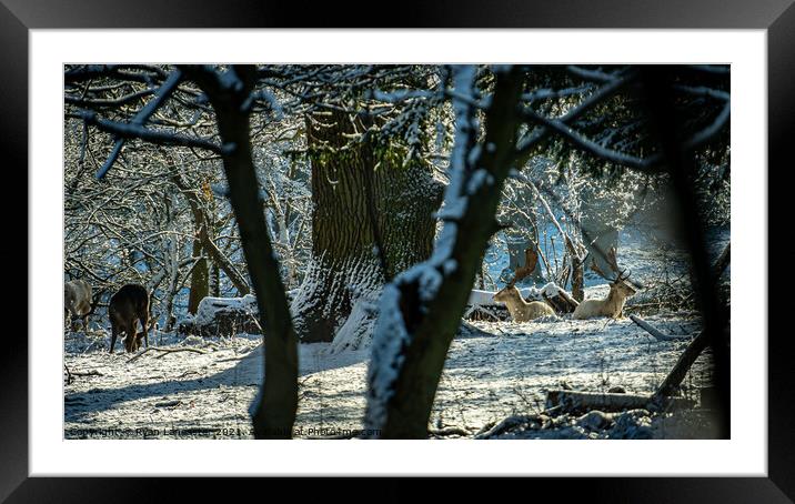 White Stags in the Snow Framed Mounted Print by Ryan Lancaster