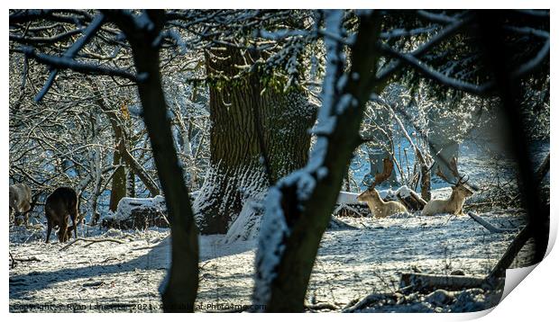 White Stags in the Snow Print by Ryan Lancaster