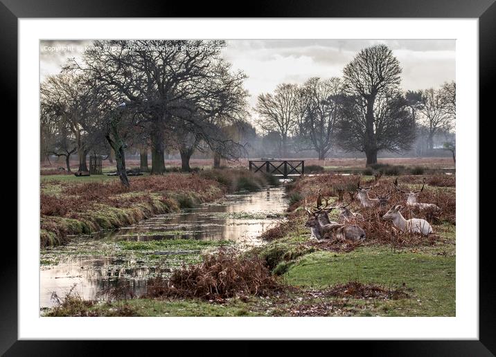 Deer relaxing by stream Framed Mounted Print by Kevin White