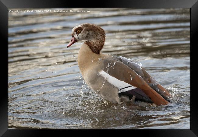 Egyptian goose having a good bath Framed Print by Kevin White
