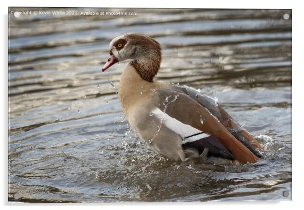 Egyptian goose having a good bath Acrylic by Kevin White