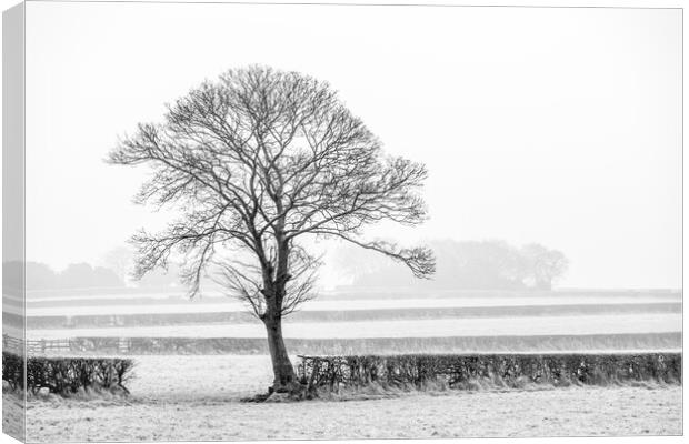 Five hedges and a tree. Canvas Print by Bill Allsopp