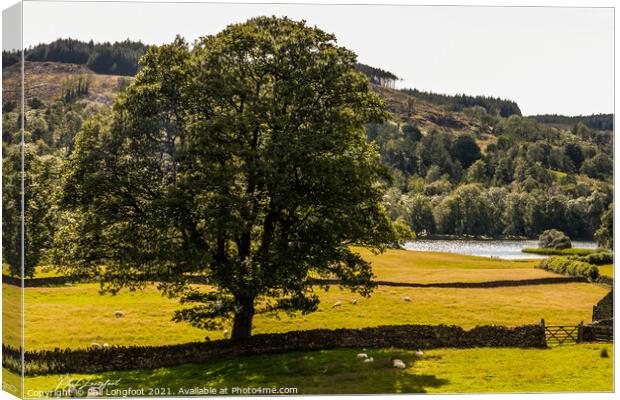 Lone tree near Esthwaite Water South Lakes Canvas Print by Phil Longfoot