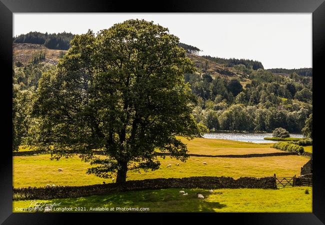 Lone tree near Esthwaite Water South Lakes Framed Print by Phil Longfoot