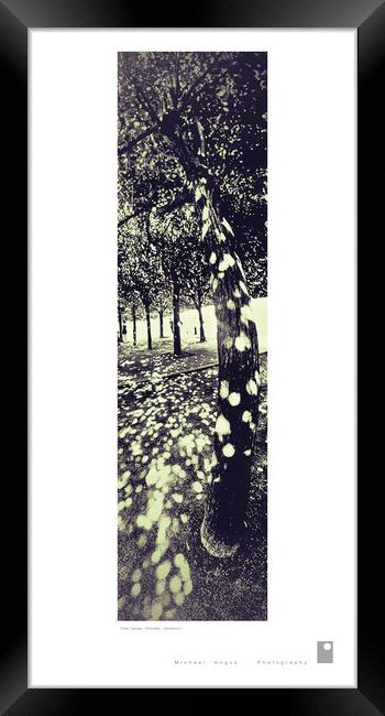 Tree Canopy (Dresden [Germany]) Framed Print by Michael Angus