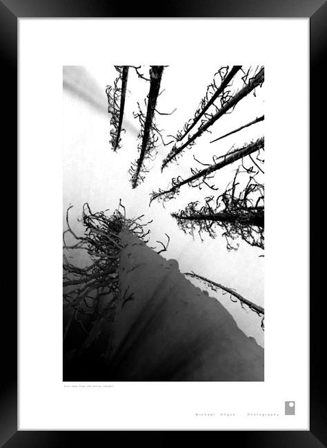 Burnt Aspen Tees (Rockies [Canada]) Framed Print by Michael Angus