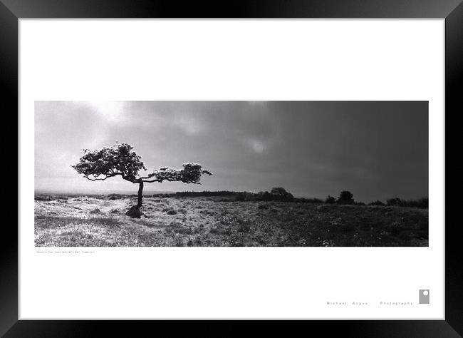 Umbrella Tree (Hadrian’s Wall [Cumbria]) Framed Print by Michael Angus
