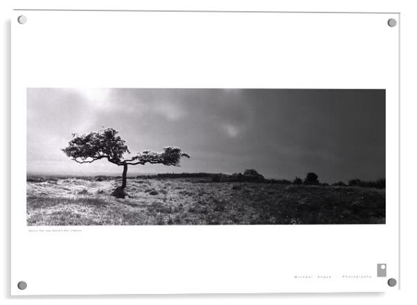 Umbrella Tree (Hadrian’s Wall [Cumbria]) Acrylic by Michael Angus