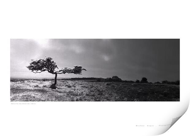 Umbrella Tree (Hadrian’s Wall [Cumbria]) Print by Michael Angus