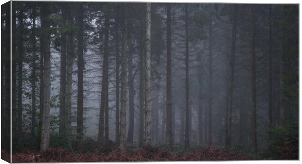 Misty Woodland scene, Falkirk, Scotland.  Canvas Print by Tommy Dickson