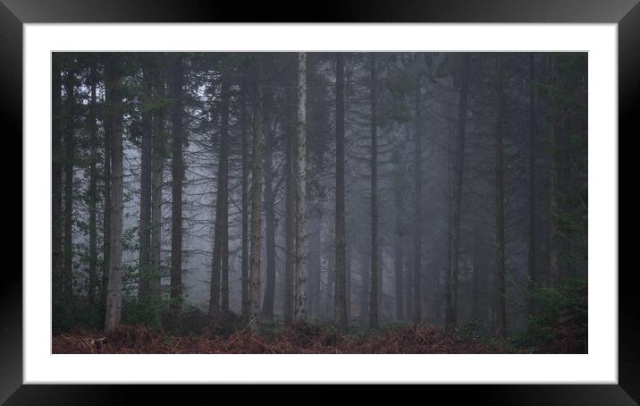 Misty Woodland scene, Falkirk, Scotland.  Framed Mounted Print by Tommy Dickson
