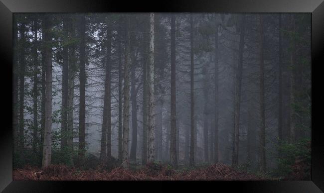 Misty Woodland scene, Falkirk, Scotland.  Framed Print by Tommy Dickson