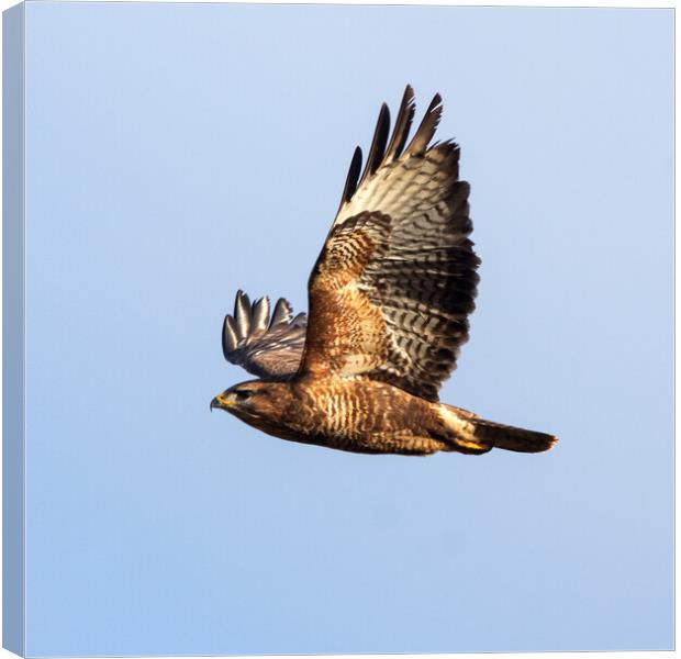 Common Buzzard in flight. Canvas Print by Tommy Dickson