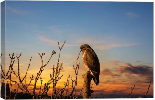 Majestic Hunter at Dusk Canvas Print by Tommy Dickson