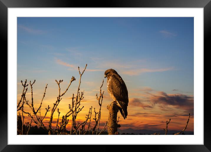 Majestic Hunter at Dusk Framed Mounted Print by Tommy Dickson
