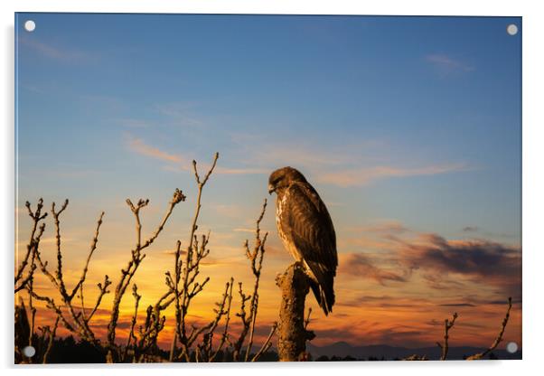 Majestic Hunter at Dusk Acrylic by Tommy Dickson