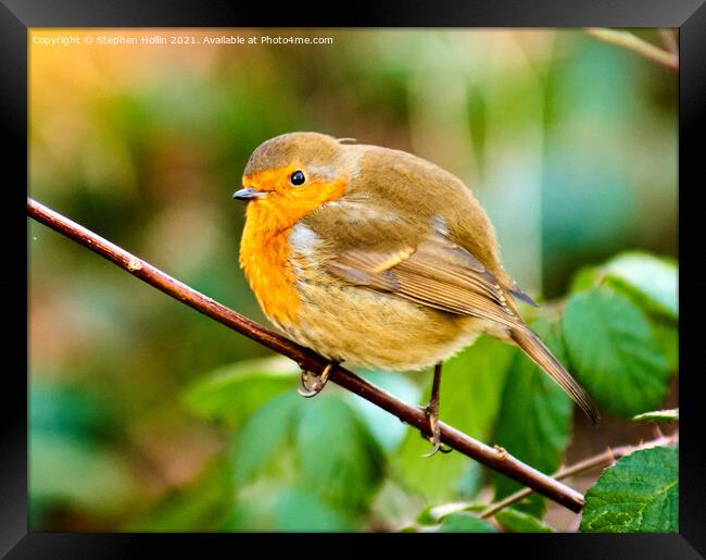 A small Robin on a branch Framed Print by Stephen Hollin