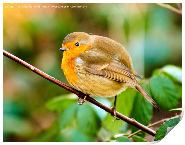 A small Robin on a branch Print by Stephen Hollin