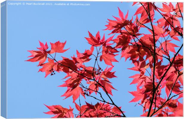 Red Acer Leaves and Blue Sky Canvas Print by Pearl Bucknall
