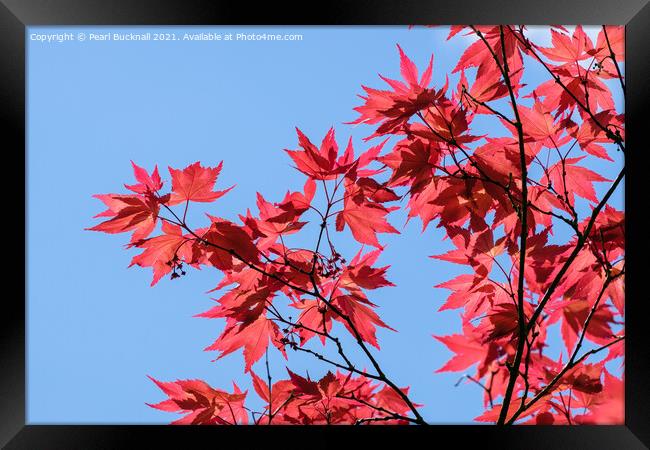 Red Acer Leaves and Blue Sky Framed Print by Pearl Bucknall