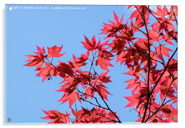 Red Acer Leaves and Blue Sky Acrylic by Pearl Bucknall