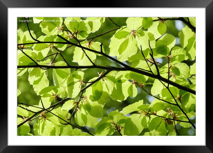Green Foliage Leaves Against Sky Framed Mounted Print by Pearl Bucknall