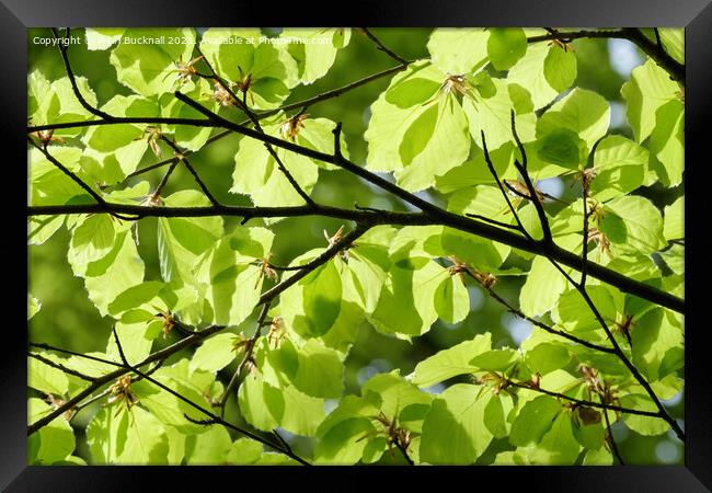Green Foliage Leaves Against Sky Framed Print by Pearl Bucknall