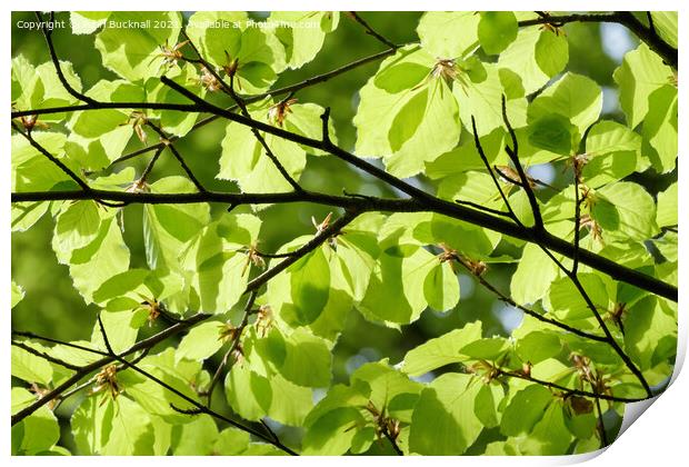 Green Foliage Leaves Against Sky Print by Pearl Bucknall