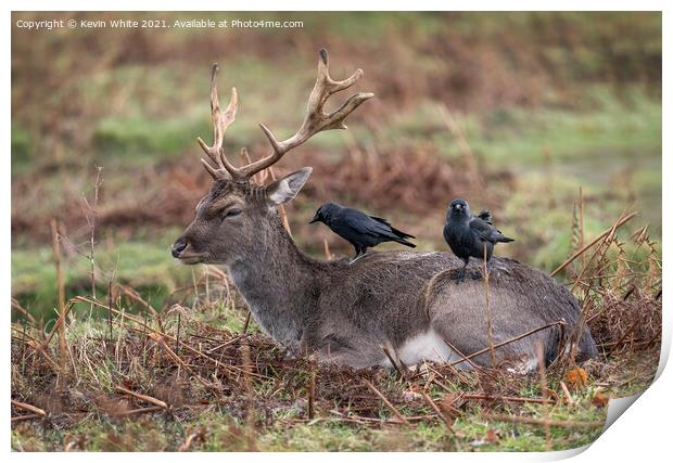Deer and Jackdaw working together Print by Kevin White